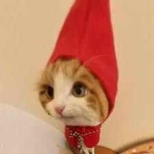 رقیہ ندیم avatar
